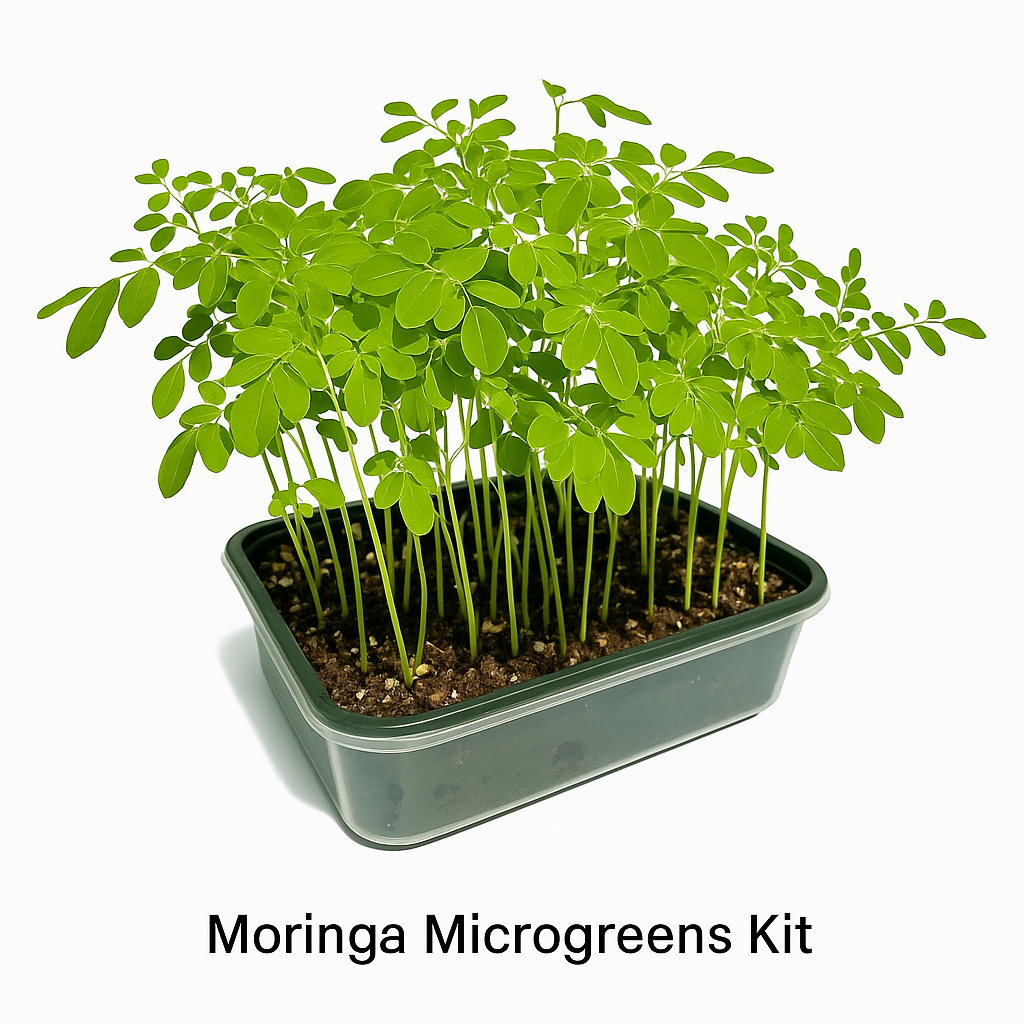 Moringa Microgreens Kit | Sprouting Dome with Seeds, Soil, Perlite & Fertilizer